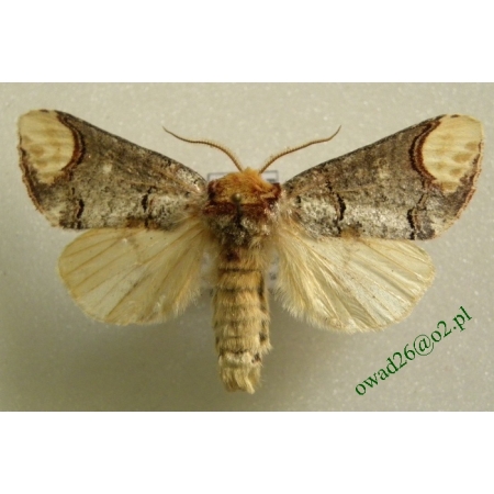 Phalera bucephala (Linnaeus, 1758) male Narożnica zbrojówka